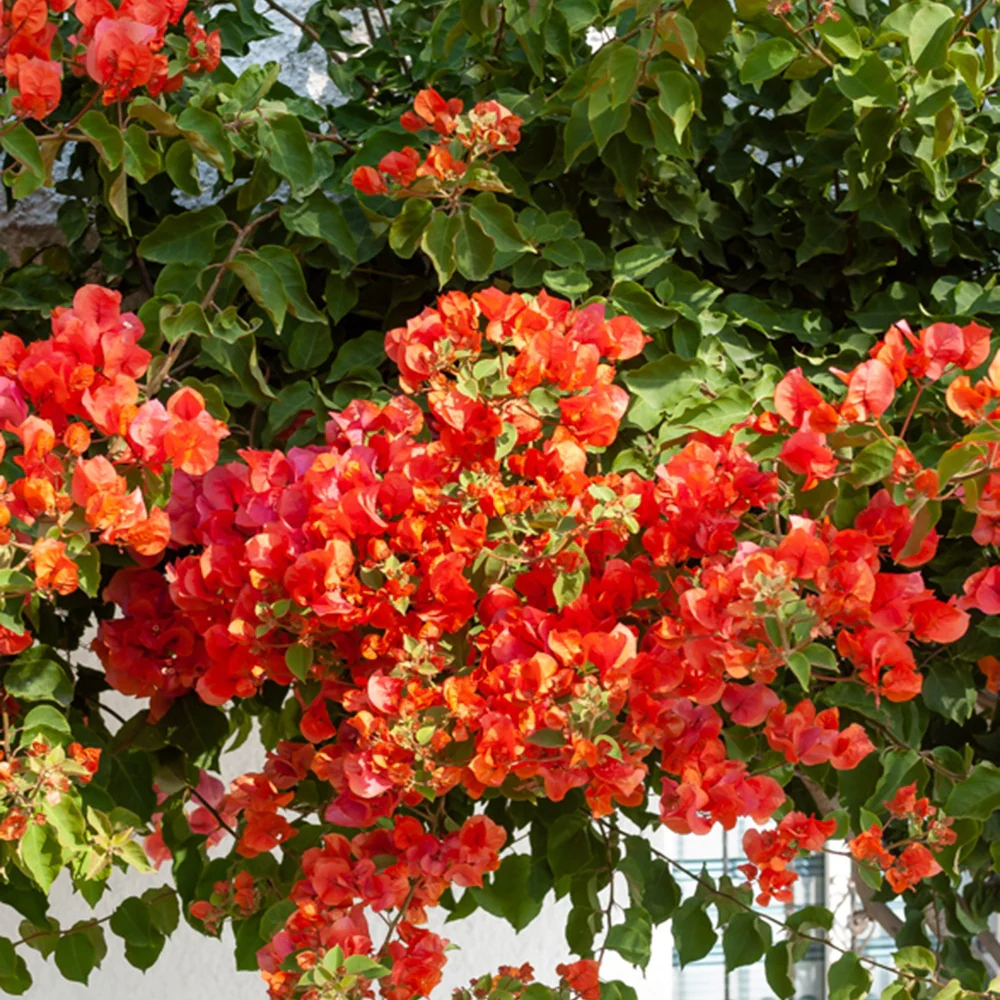 Bougainvillier orange